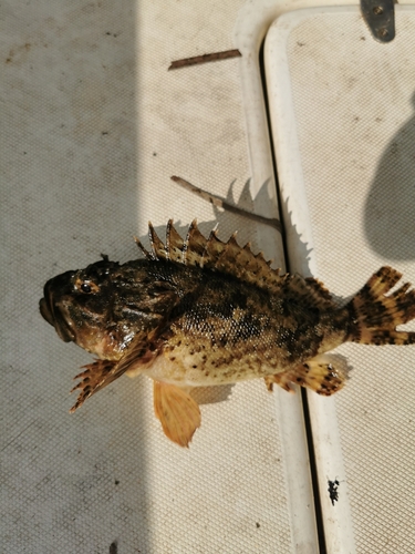 Scorpaena porcus