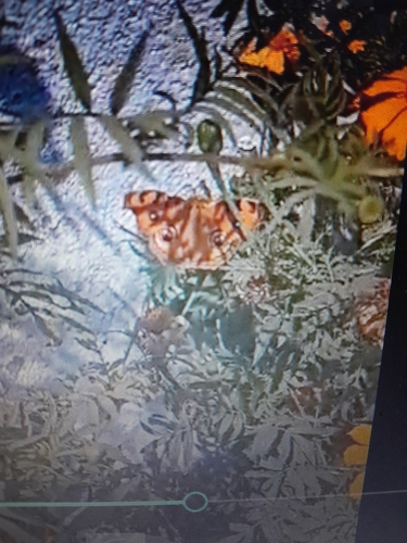 Peacock Pansy