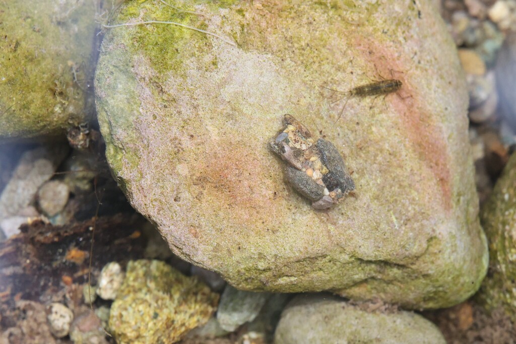 Goera from 中国北京市石景山区 on March 8, 2026 at 04:48 PM by 寒月米狼 · iNaturalist