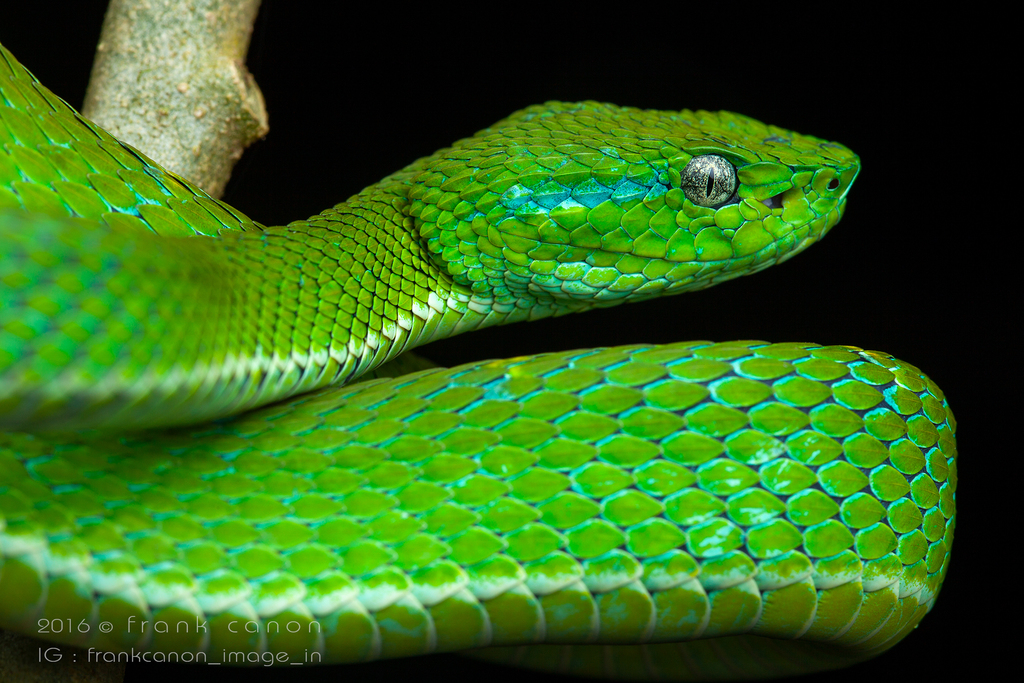 Side-striped palm pit viper (Bothriechis lateralis) · iNaturalist