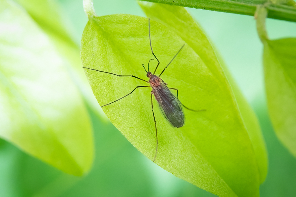 Fungus Gnats and Gall Midges from 中国甘肃省兰州市榆中县 on June 8, 2024 at 01:52 ...
