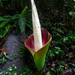 Amorphophallus hewittii - Photo (c) Frank Deschandol, all rights reserved, uploaded by Frank Deschandol