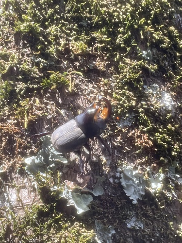 Diloboderus abderus