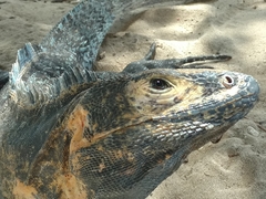 Ctenosaura similis image