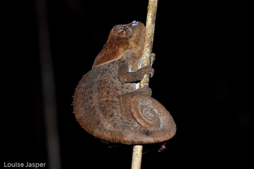 Cryptic Chameleon