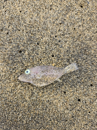 Canthigaster capistrata