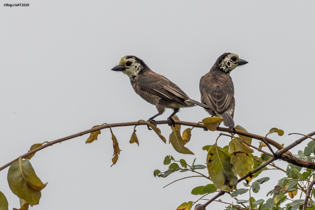 Anchieta's Barbet photo