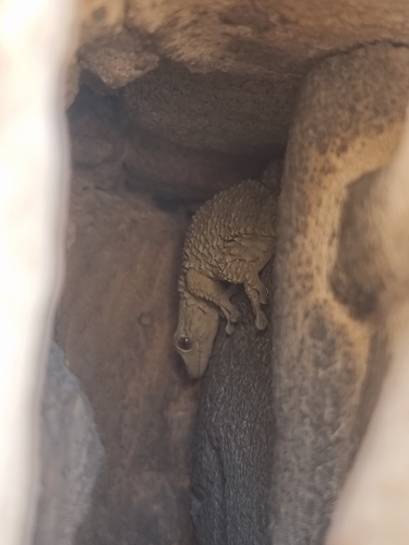 Moorish Gecko