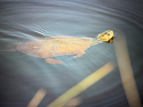 Mauremys leprosa leprosa