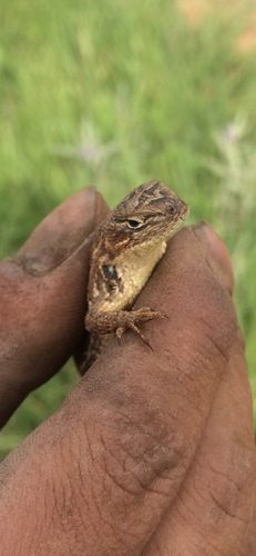 Brown’s Bunchgrass Lizard