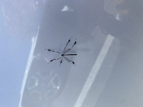 Unknown species found near Battleground/Brassfield, Greensboro, NC 27410, USA