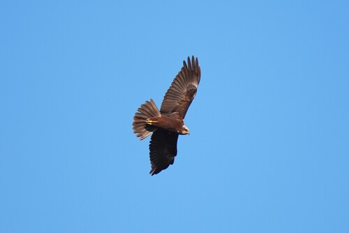 Avistamiento Aguilucho lagunero occidental