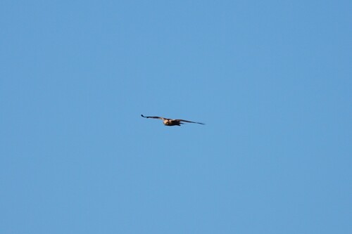Avistamiento Aguilucho lagunero occidental