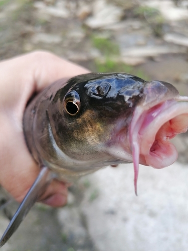 Luciobarbus bocagei