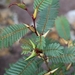 Vachellia hindsii - Photo (c) Ana Vanessa De La Fuente Barros, all rights reserved, uploaded by Ana Vanessa De La Fuente Barros