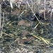 Wood Frog from Ridley Creek State Park, Media, PA, US on March 08, 2026 at 03:09 PM by Hail Ghidorah