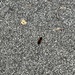Isabella Tiger Moth from Ridley Creek State Park, Media, PA, US on March 08, 2026 at 03:56 PM by Hail Ghidorah