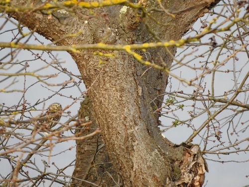 View observation of {o.common_name} on iNaturalist