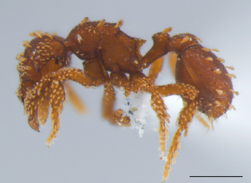 Eurhopalothrix clypeataEurhopalothrix clypeata