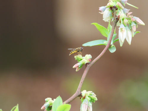Unknown species found near Horseshoe Dr, Natchez, MS, US