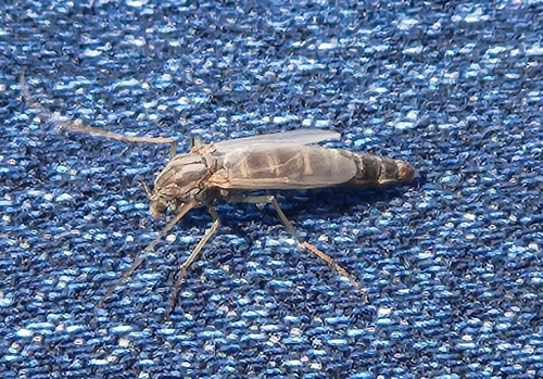 Unknown species found near Broadway St. & Cesar E Chavez Dr, Lubbock, TX 79403, USA