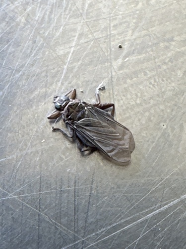 Unknown species found near Minor Hill Rd, Ashland, MO, US