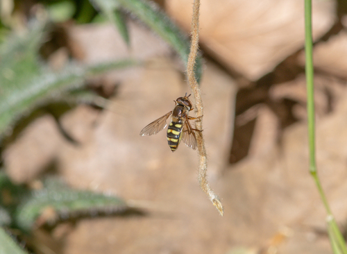 Unknown species found near Griffith Park, CA, USA