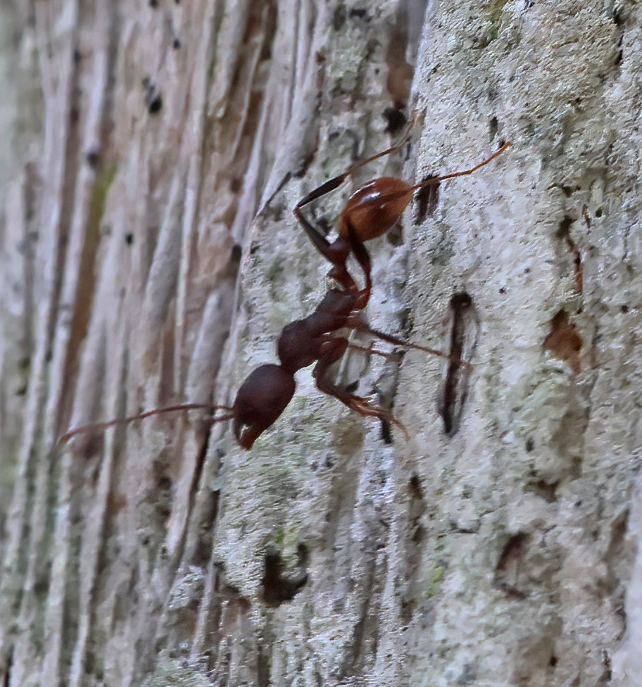 Notched Collared Ant from Osceola County, FL, USA on March 6, 2026 at ...