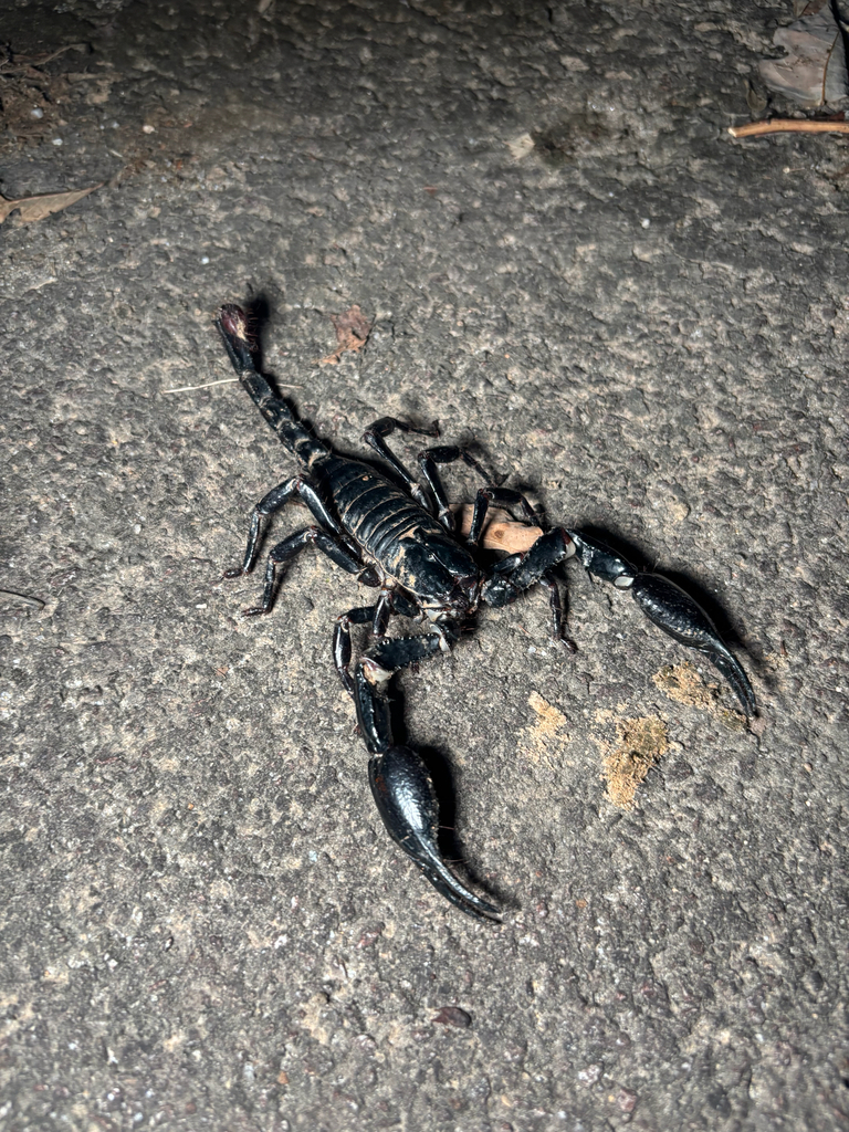 Giant Blue Scorpion from Jalan Baru Gap - Fraser's Hill, Raub, Pahang ...