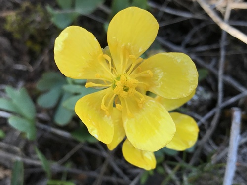 sagebrush buttercup