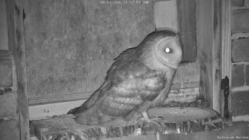 View observation of {o.common_name} on iNaturalist