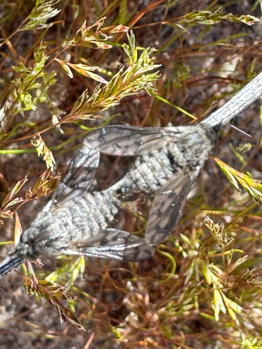 Unknown species found near Pinacle Trail, Ridgecrest, CA, US