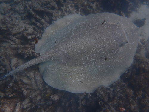 Urogymnus asperrimus