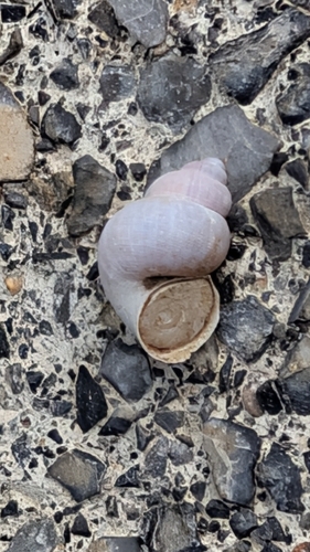 Pomatias elegans