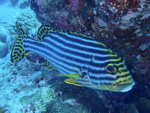 Oriental Sweetlips — seen at this dive site
