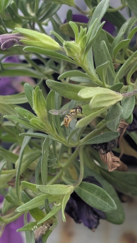 Unknown species found near Georgetown, TX, USA