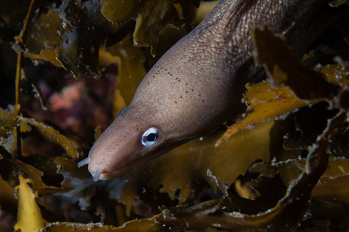 Gymnothorax nubilus