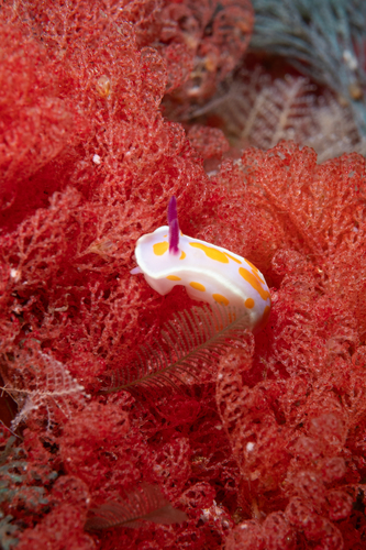 Ceratosoma amoenum