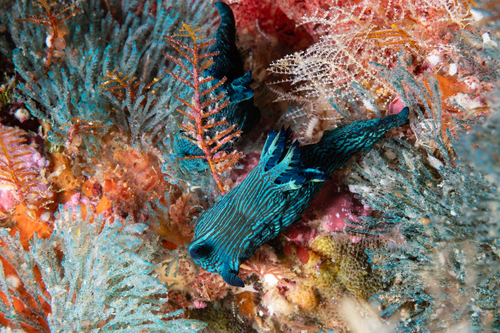 Tambja tenuilineata