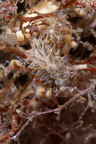 Janolus eximius