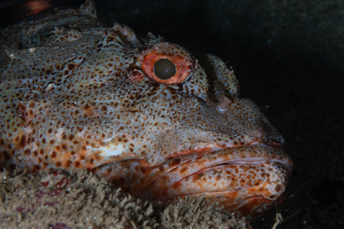 Scorpaena cardinalis