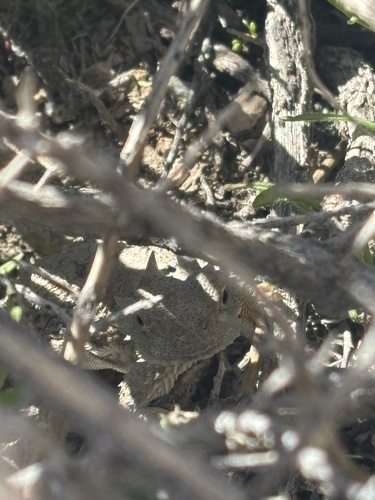 iNaturalist observation photo of Desert Horned Lizard