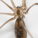 Long-bodied Cellar Spider - Photo (c) Frederik Leck Fischer, all rights reserved, uploaded by Frederik Leck Fischer