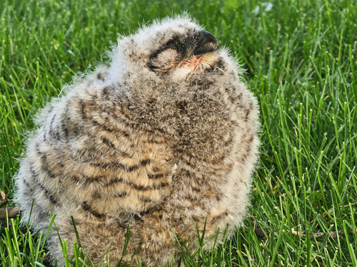 iNaturalist observation 2025-06-13