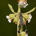Dirocoremia bruchi - Photo 由 Silvina Acosta 所上傳的 (c) Silvina Acosta，保留所有權利