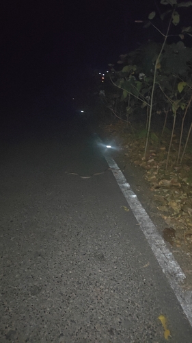 Forsten's Cat Snake