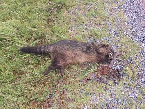 Crab-eating Raccoon