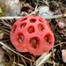Clathrus crispus - Photo (c) michael leaning, all rights reserved, uploaded by michael leaning