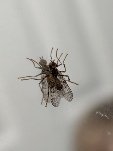 Unknown species found near Settlers Ridge, Pflugerville, TX 78660, USA