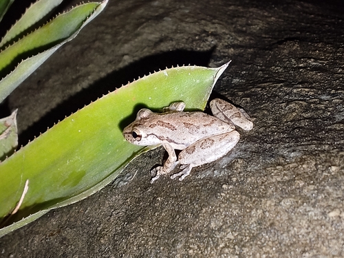 Venezuela Snouted Tree Frog
